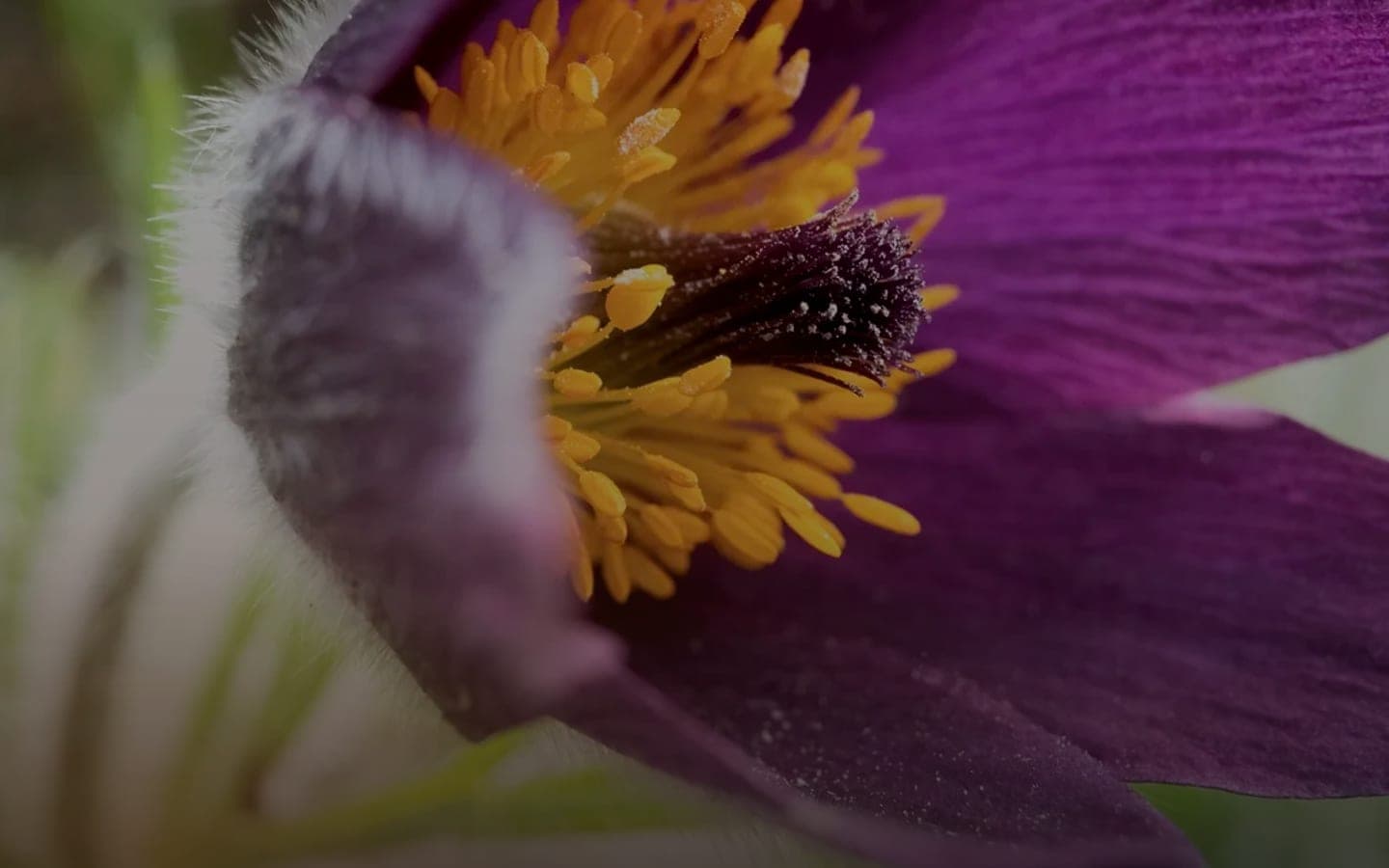 Arte entre Líneas — Joyería Botánica